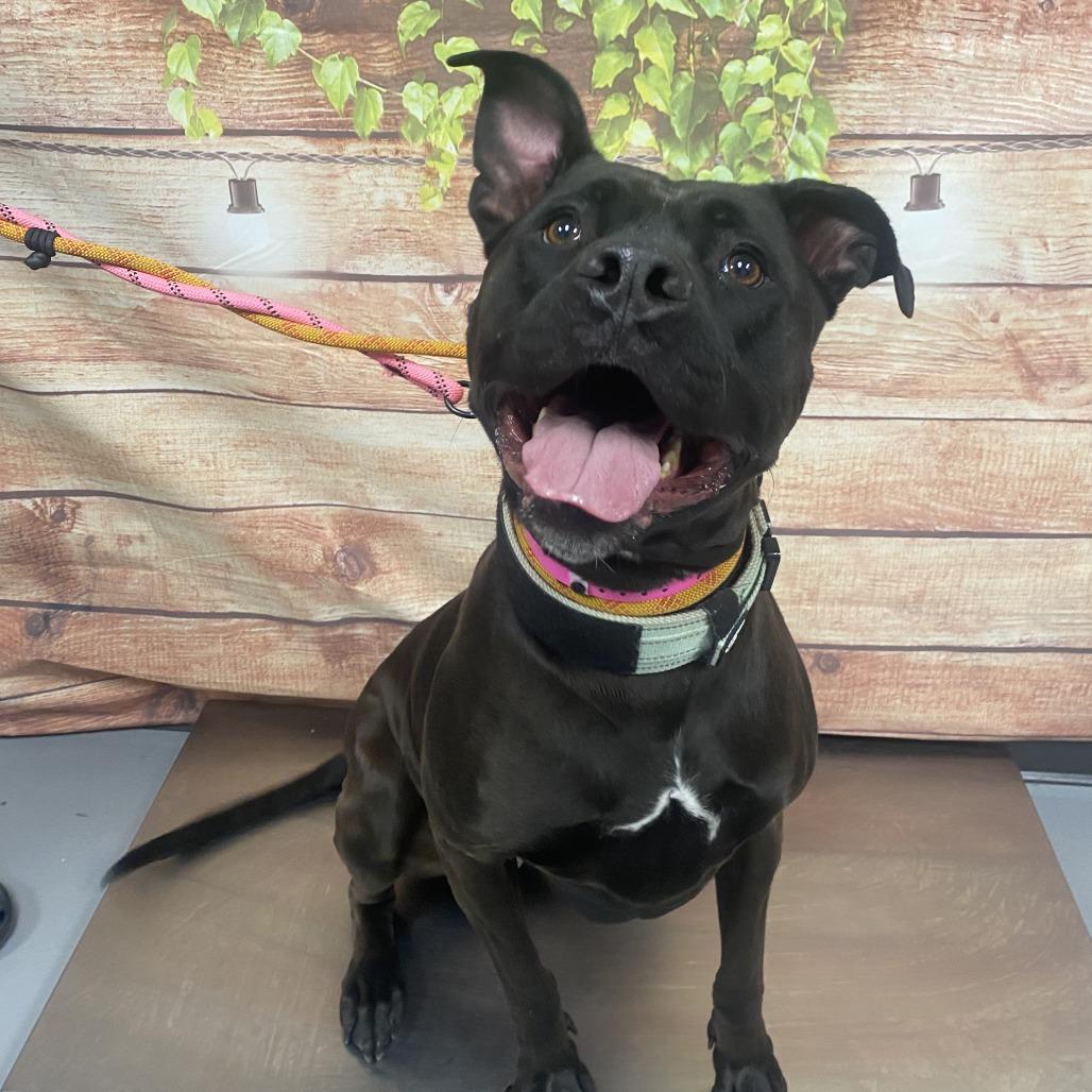 STORMEE, a Adoptable mixed breed in Las Vegas, NV image 2/3