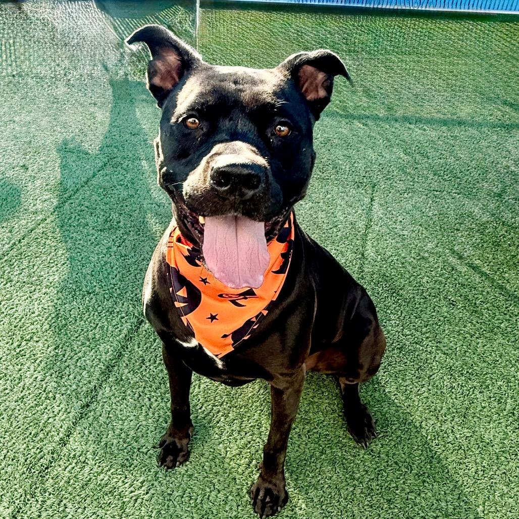 STORMEE, a Adoptable mixed breed in Las Vegas, NV image 3/3