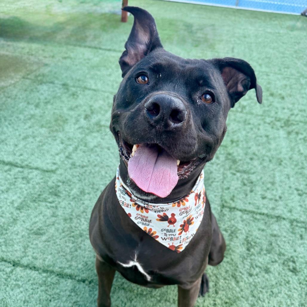 STORMEE, a Adoptable mixed breed in Las Vegas, NV image 1/3