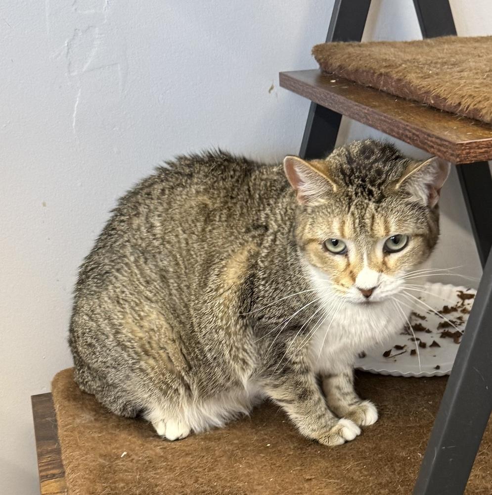 Citty, Adoptable, Adult Female Domestic Short Hair.