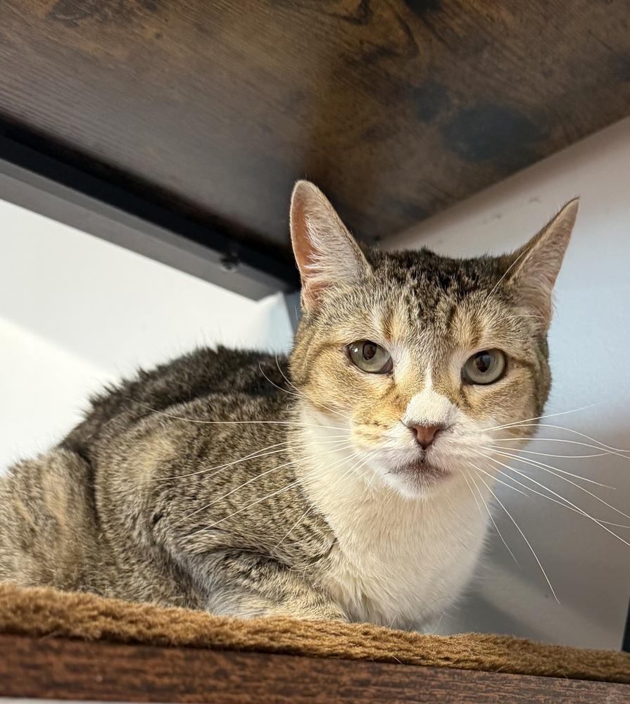 Citty, a Adoptable mixed breed in Jackson, GA image 4/6