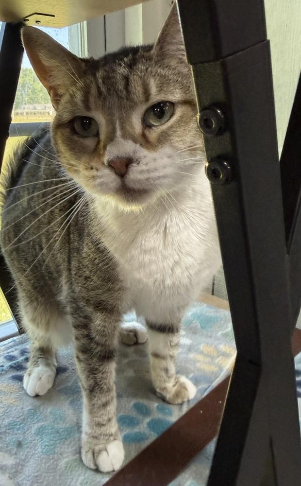 Citty, a Adoptable mixed breed in Jackson, GA image 6/6