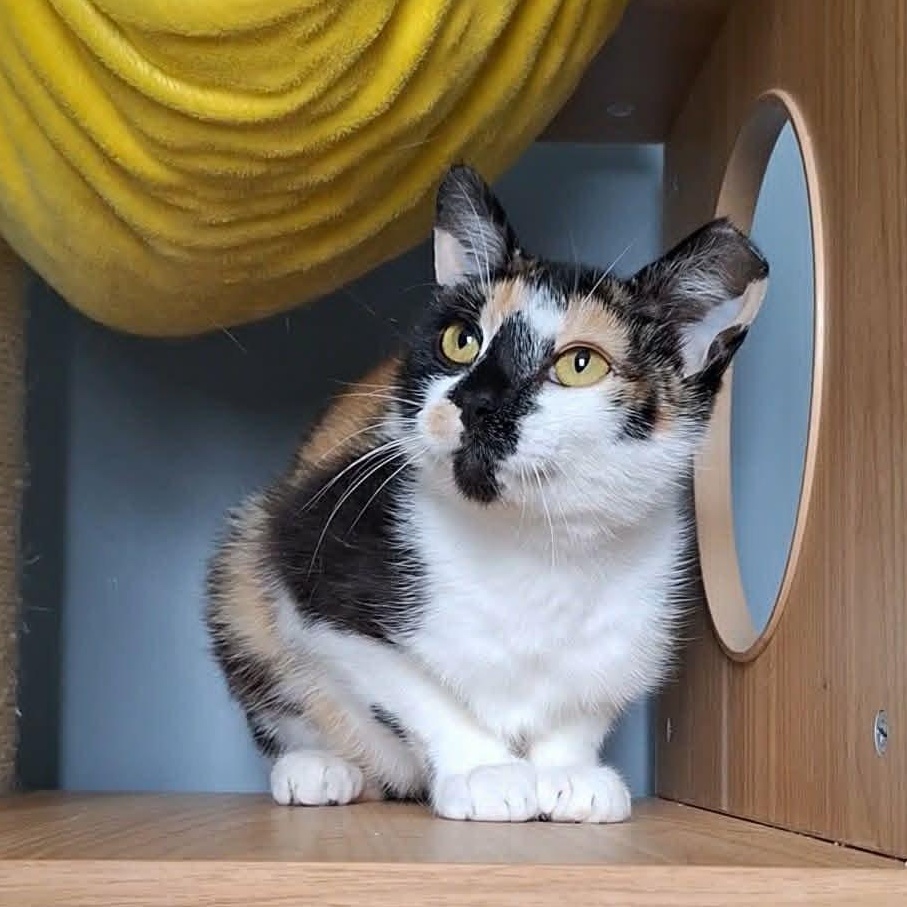 CiCi, adoptable, Adult Female Domestic Short Hair.