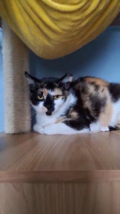 Enlarge CiCi, an adoptable Domestic Short Hair in BUTLER, PA video 3/3