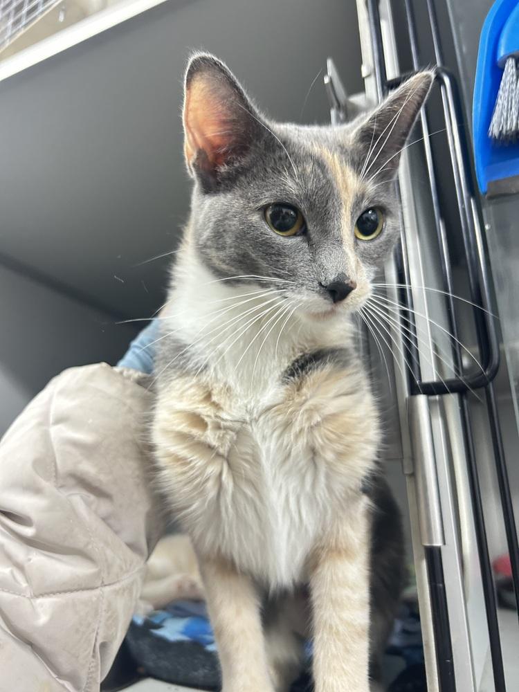 Mama Bear thumbnail 2