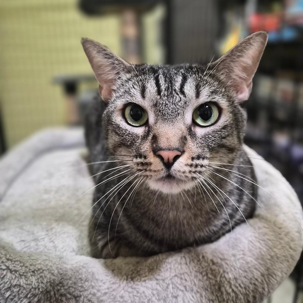 Jackson, a Adoptable American Shorthair in Wahiawa, HI image 1/3