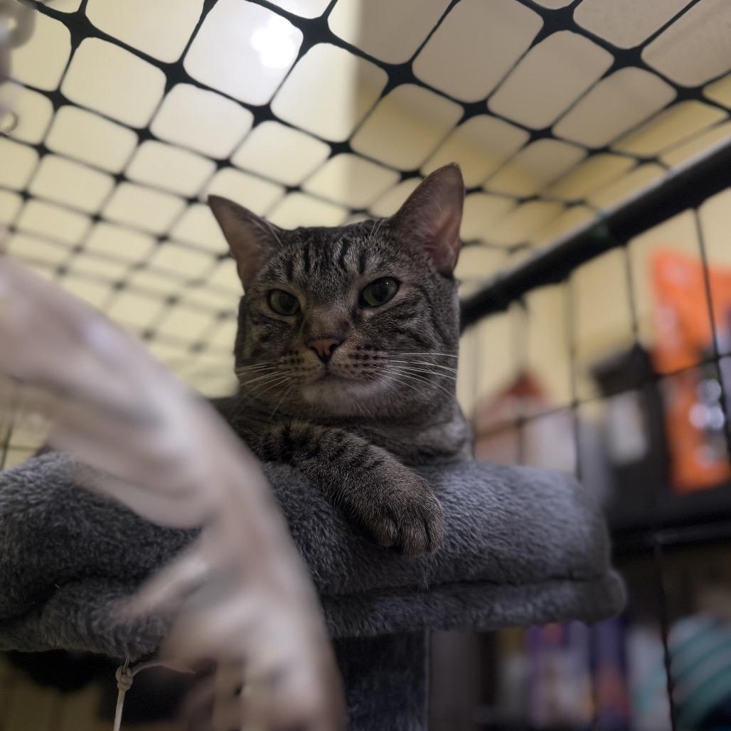 Jackson, Adoptable, Adult Male American Shorthair.