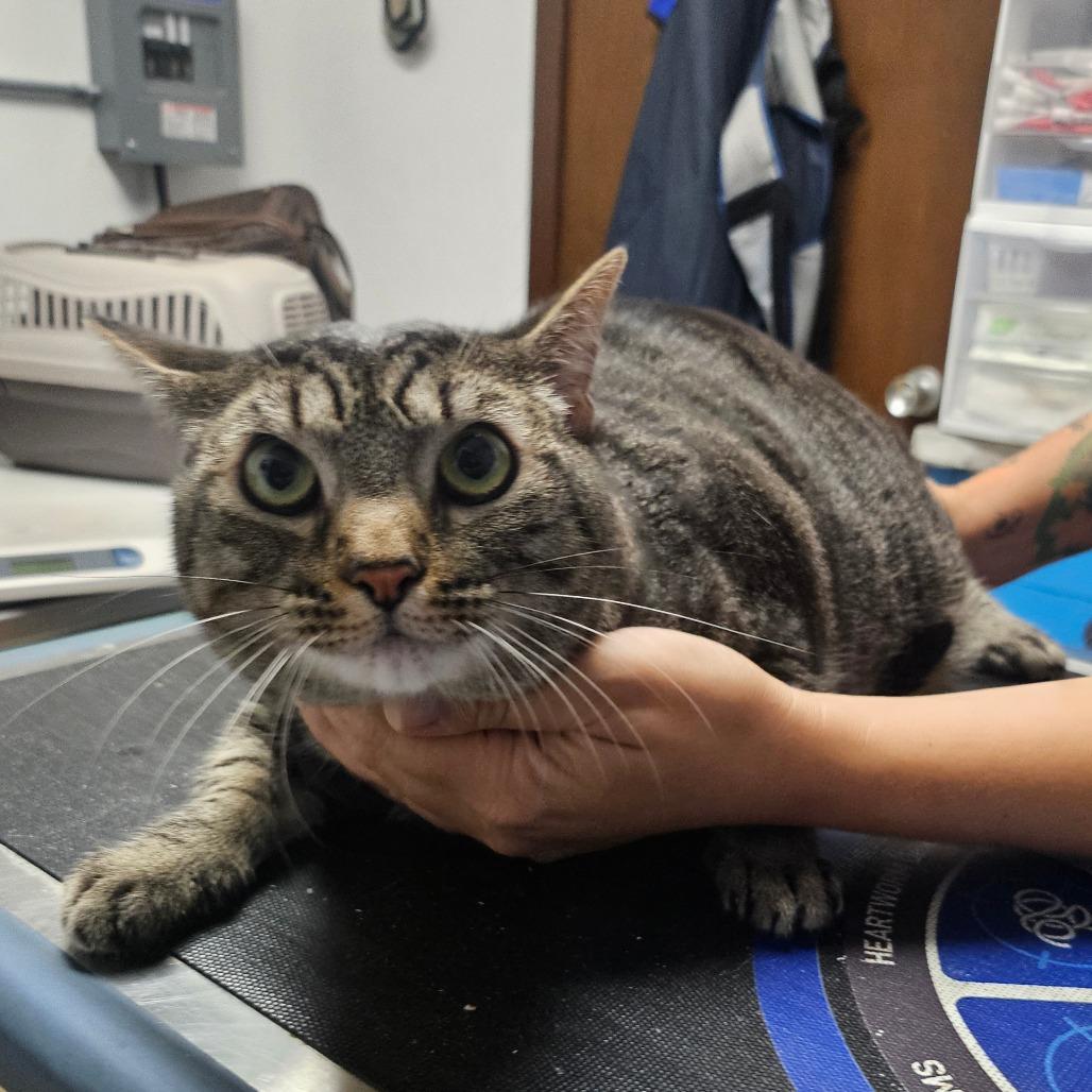 Jackson, a Adoptable American Shorthair in Wahiawa, HI image 2/3