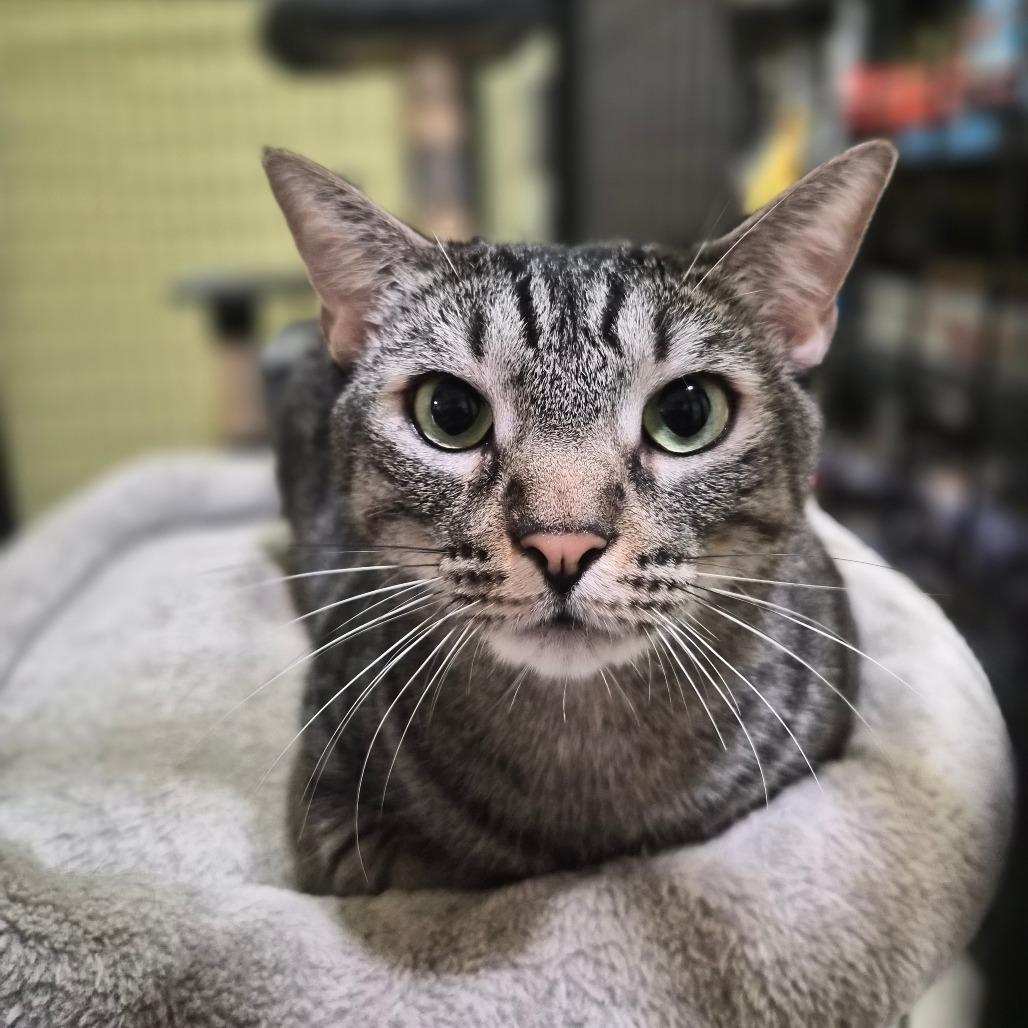 Jackson, a Adoptable American Shorthair in Wahiawa, HI image 3/3