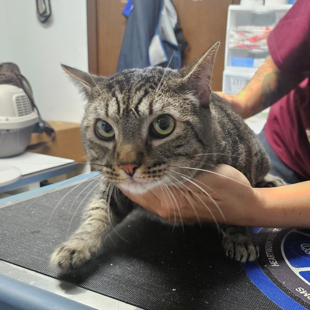 Jackson, a Adoptable American Shorthair in Wahiawa, HI image 3/3