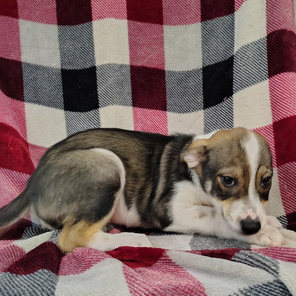 Enlarge Shilo Puppy3, a Adoptable mixed breed in Coos Bay, OR image 1/6