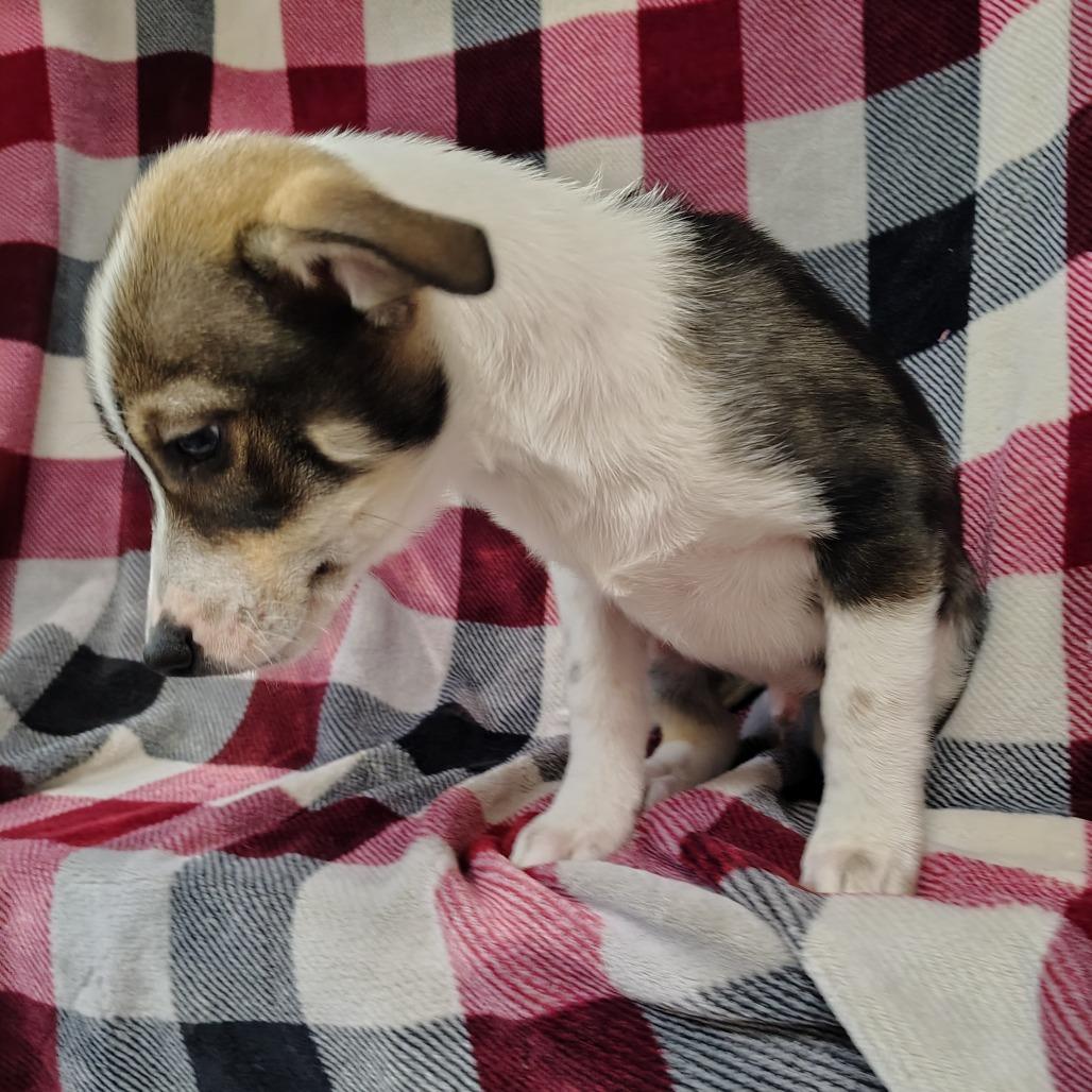 Enlarge Shilo Puppy3, a Adoptable mixed breed in Coos Bay, OR image 2/6