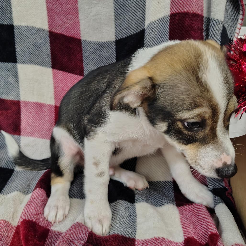 Enlarge Shilo Puppy3, a Adoptable mixed breed in Coos Bay, OR image 3/6