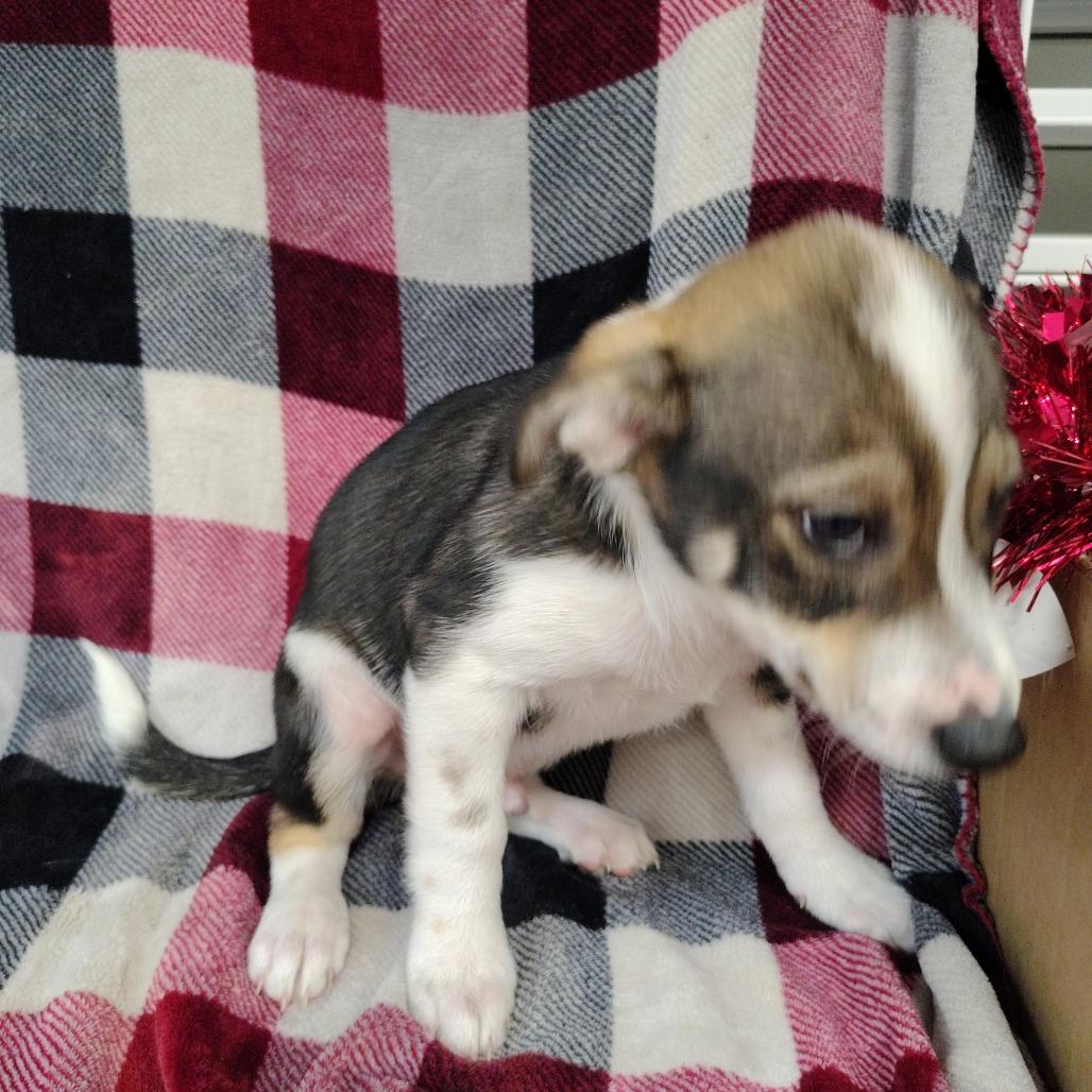 Enlarge Shilo Puppy3, a Adoptable mixed breed in Coos Bay, OR image 4/6