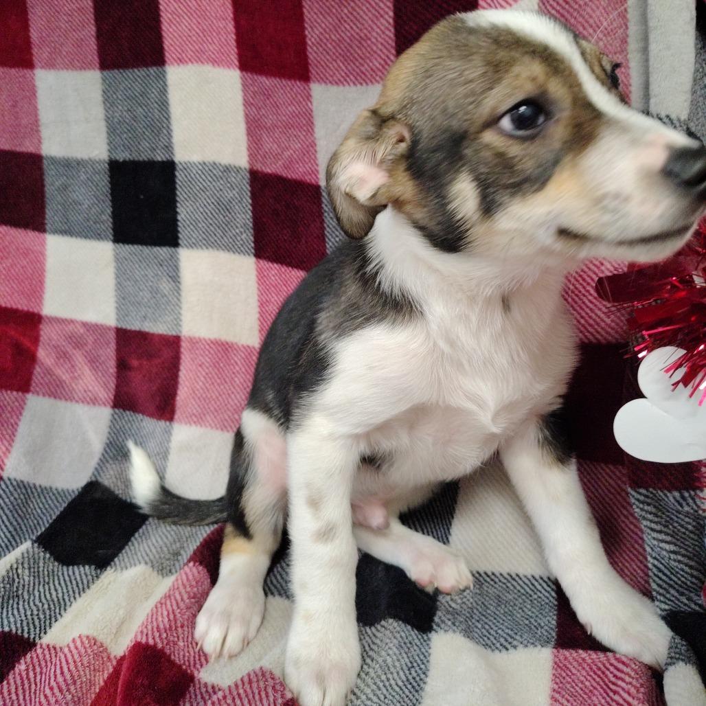 Enlarge Shilo Puppy3, a Adoptable mixed breed in Coos Bay, OR image 5/6