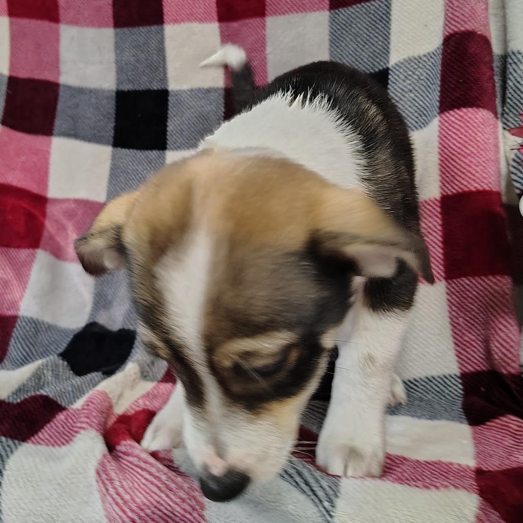 Enlarge Shilo Puppy3, a Adoptable mixed breed in Coos Bay, OR image 6/6