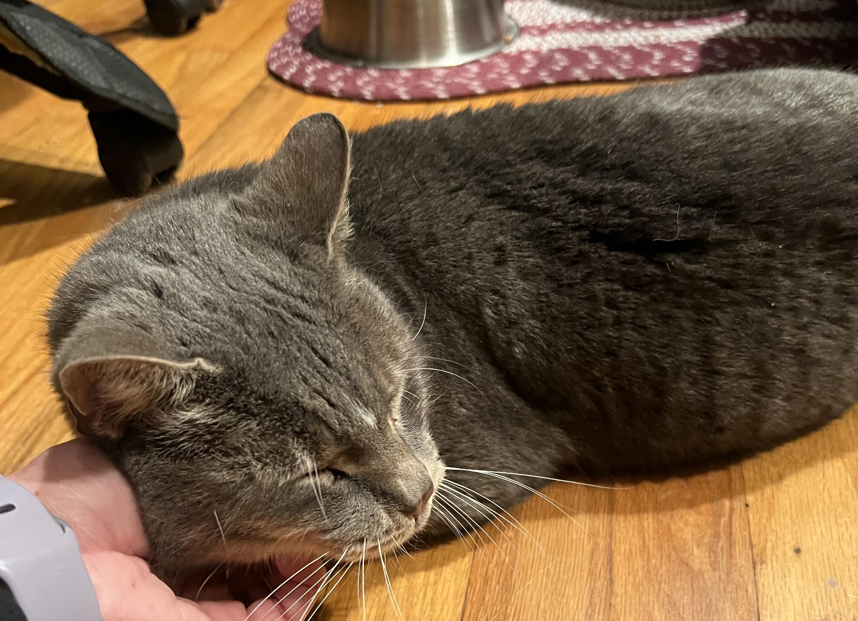 Hans, ADOPTABLE, Adult Male Domestic Short Hair.