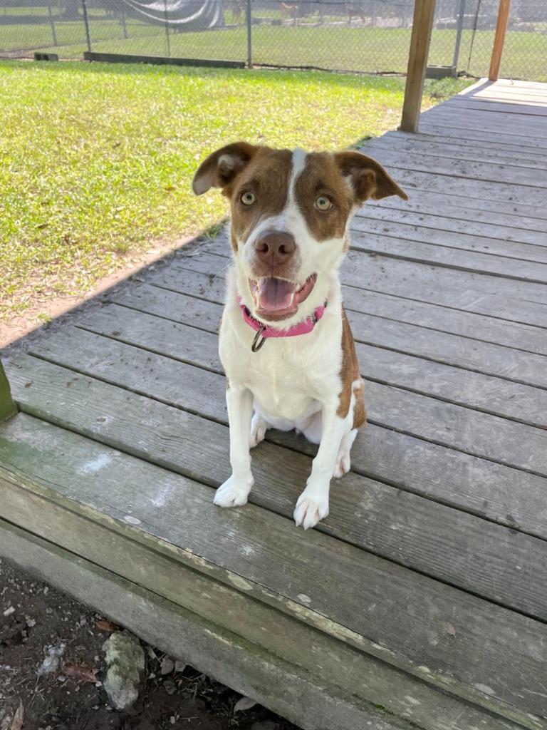 Witchipoo, Adoptable, Young Female Terrier.