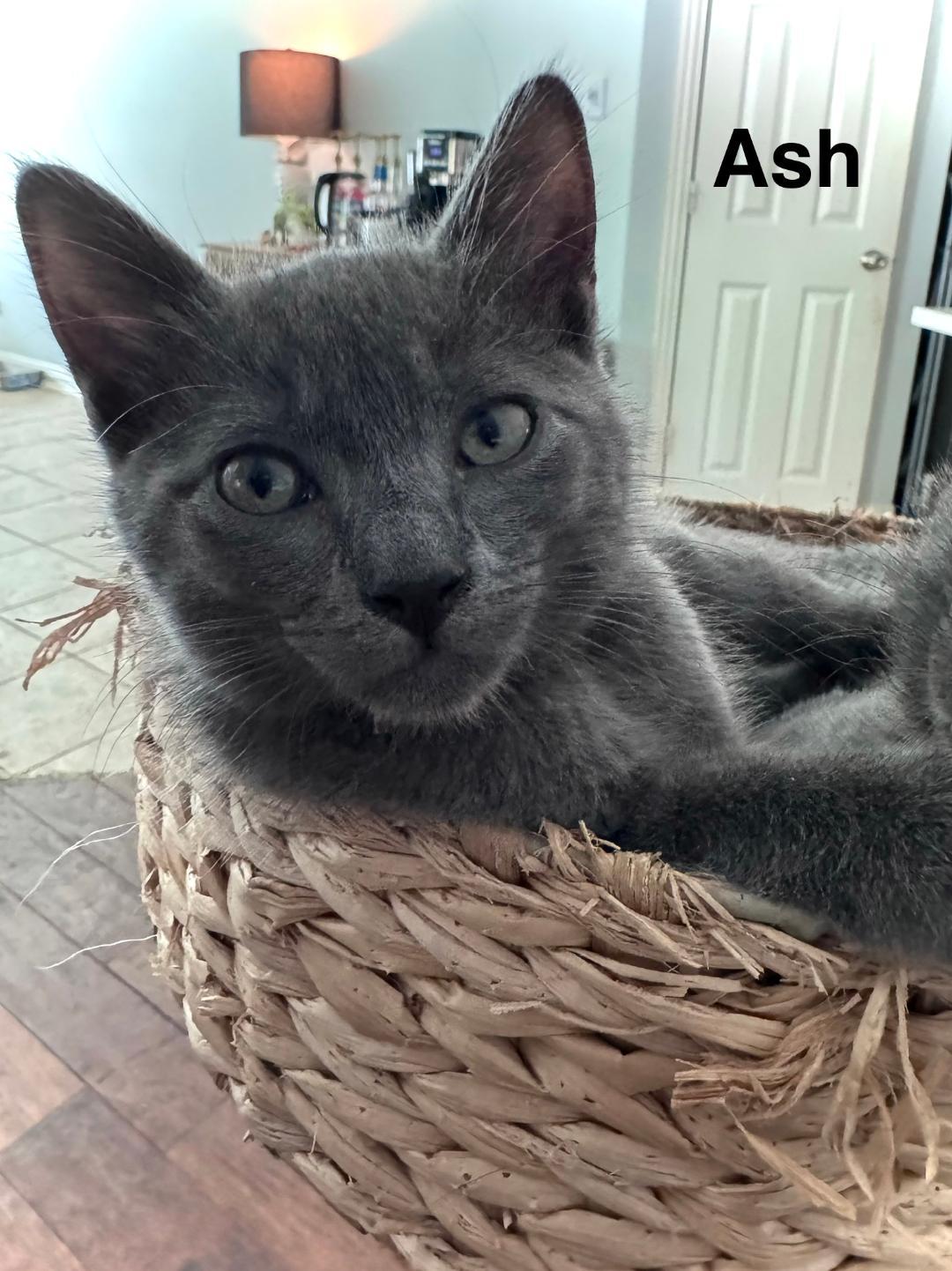 Ash, ADOPTABLE, Kitten Male Domestic Short Hair.