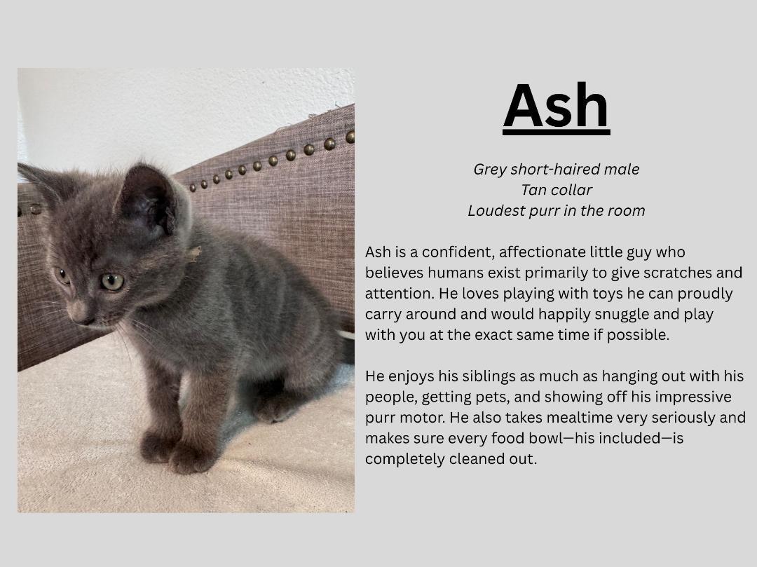 Enlarge Ash, a ADOPTABLE Domestic Short Hair in Terrell, TX image 1/1