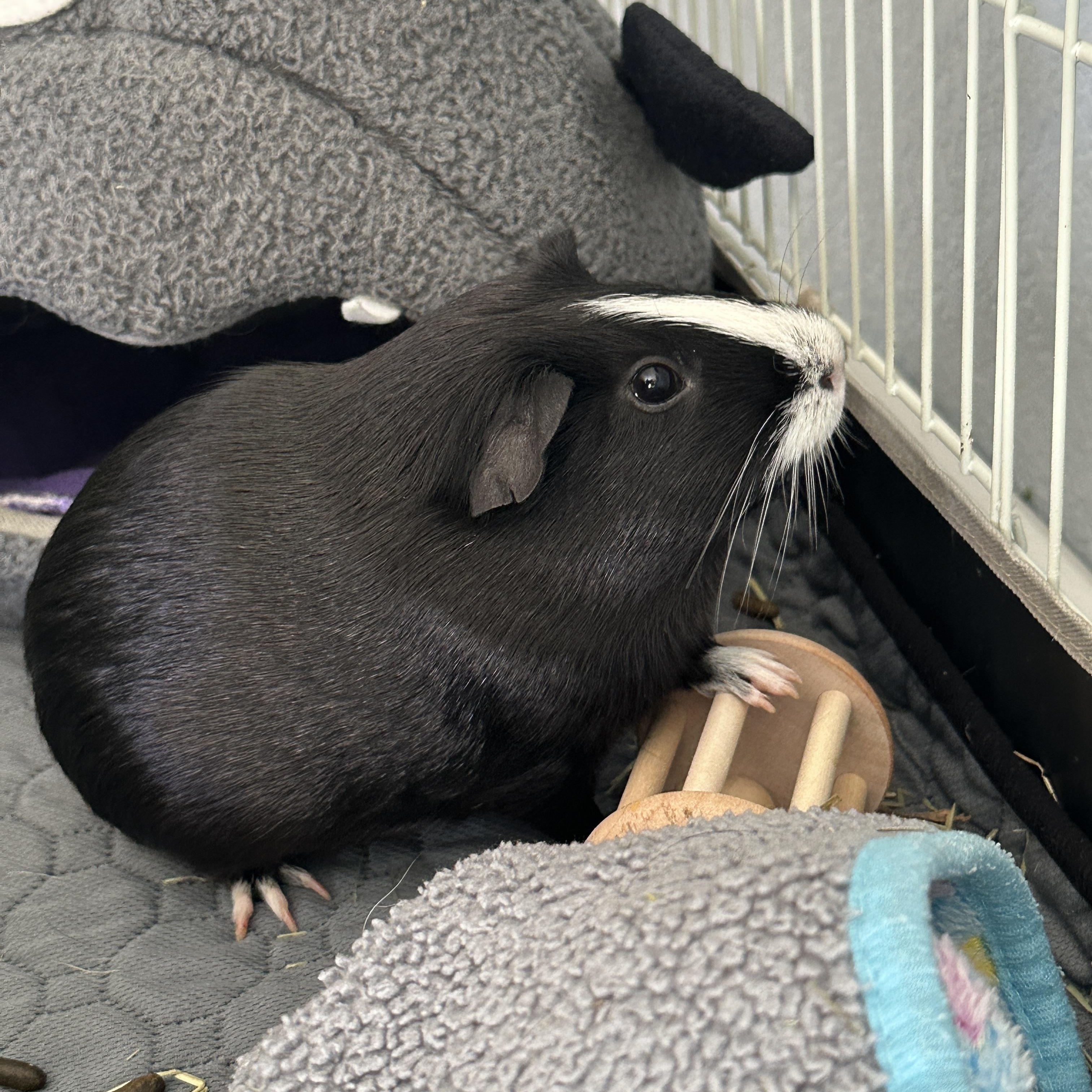Twig & Eddie, an adoptable Guinea Pig in Austin, TX image 3/5
