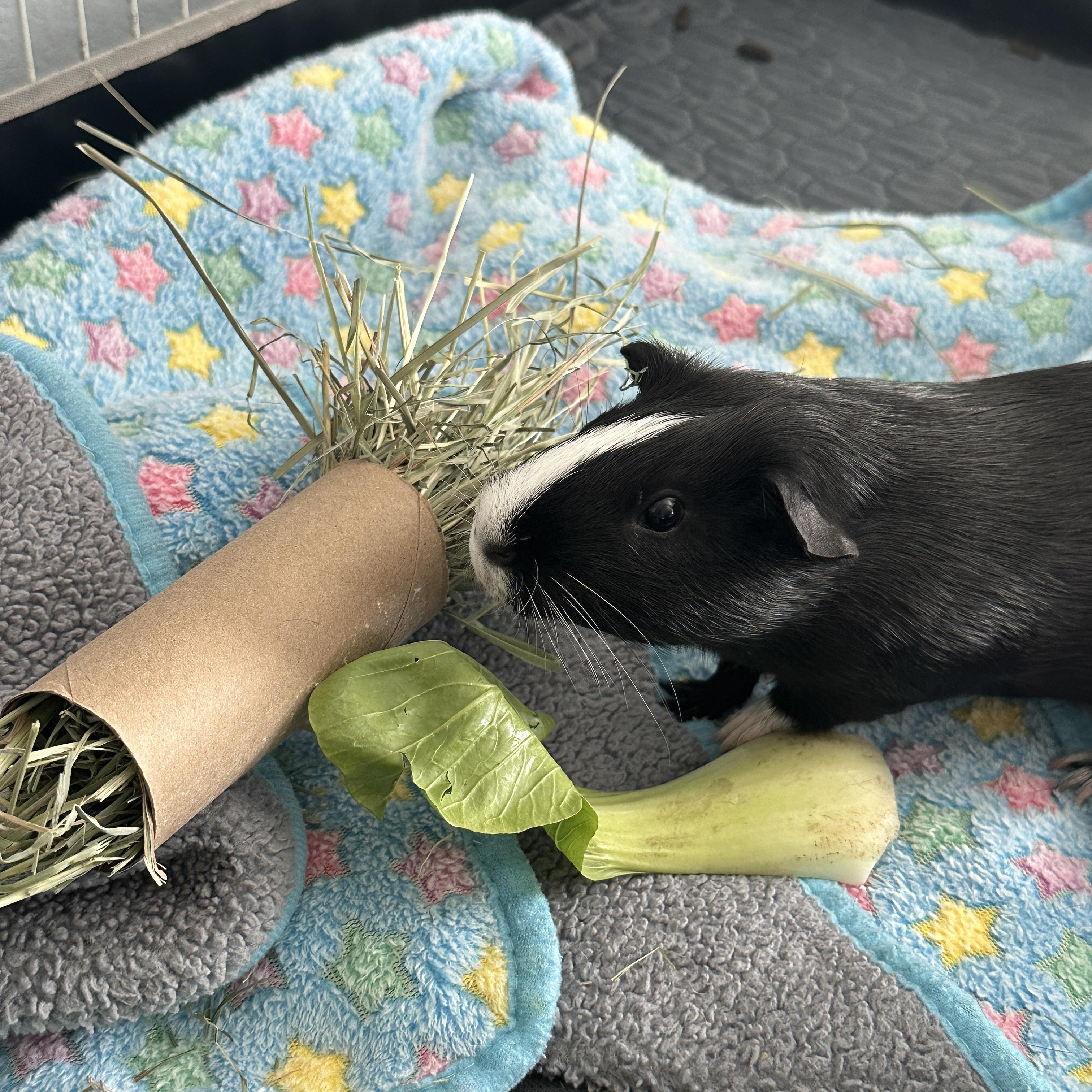 Twig & Eddie, adoptable, Young Male Guinea Pig.