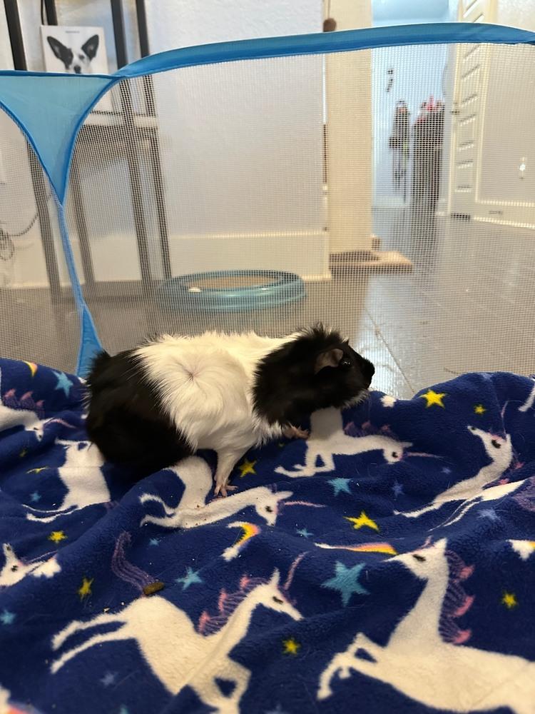 Twig & Eddie, an adoptable Guinea Pig in Austin, TX image 5/5