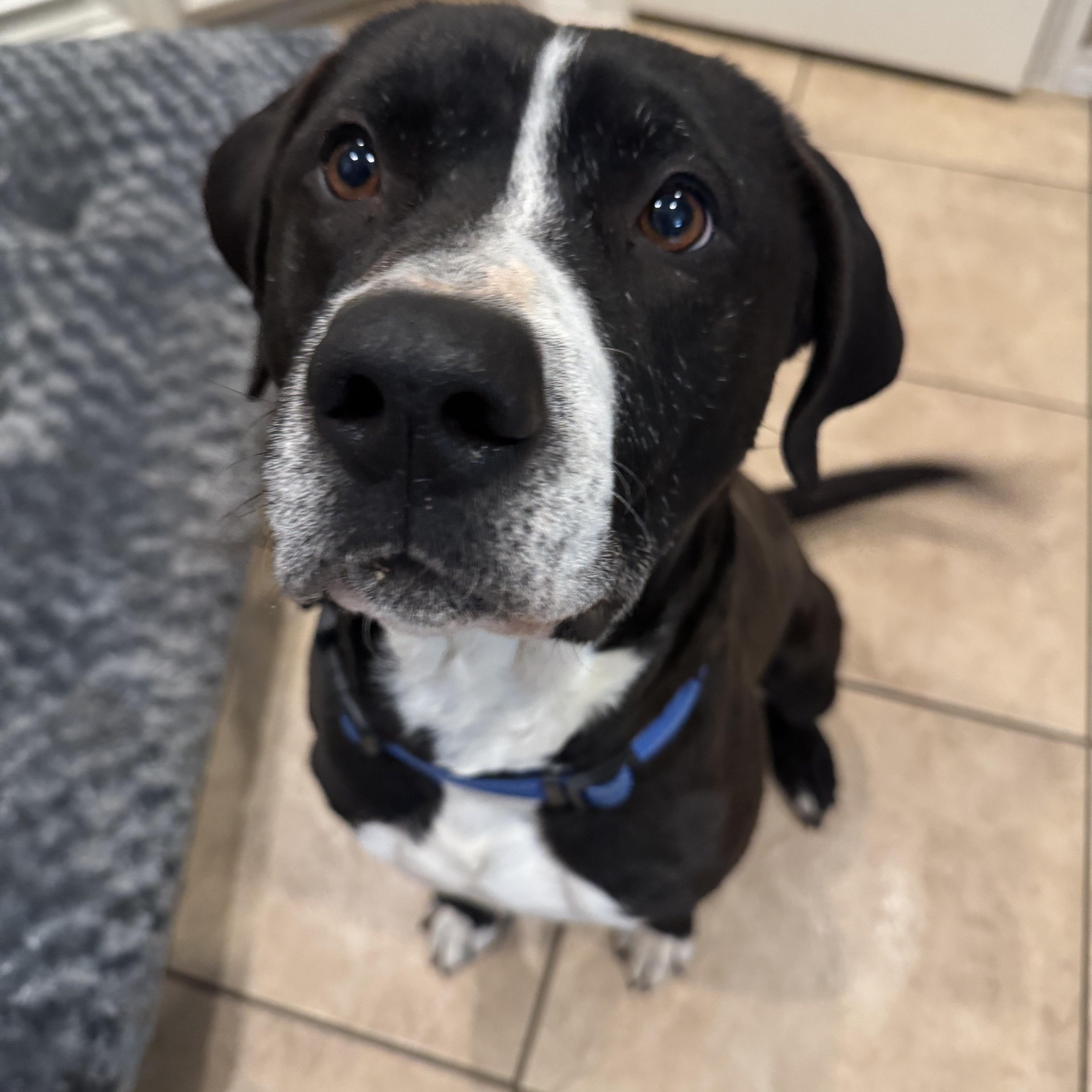 Keanu, an adoptable Labrador Retriever, Boxer in Portland, ME, 04101 | Photo Image 2