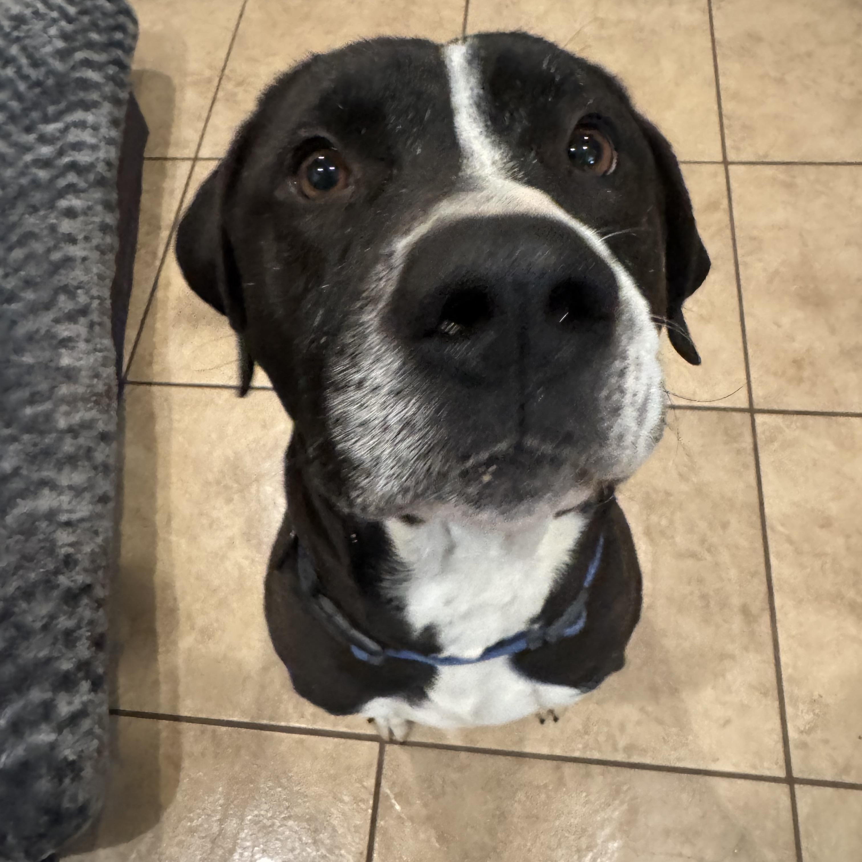 Keanu, an adoptable Labrador Retriever, Boxer in Portland, ME, 04101 | Photo Image 3