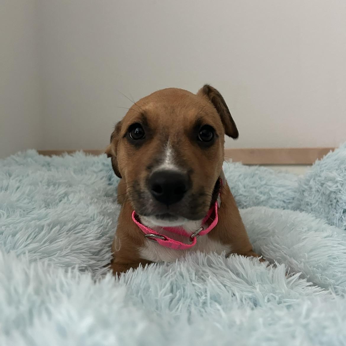 Enlarge Caramel, a Adoptable mixed breed in Brattleboro, VT image 2/6