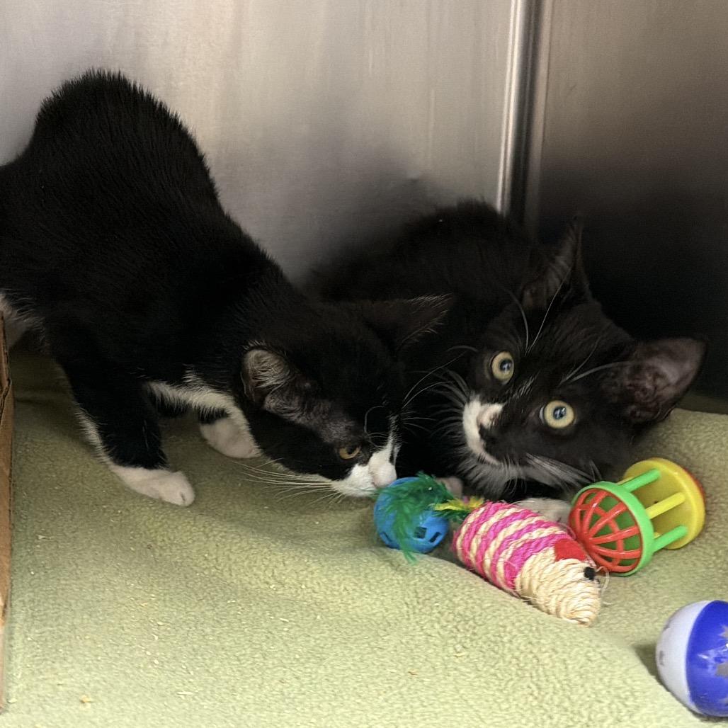 Nabisco, Adoptable, Kitten Male Domestic Short Hair.