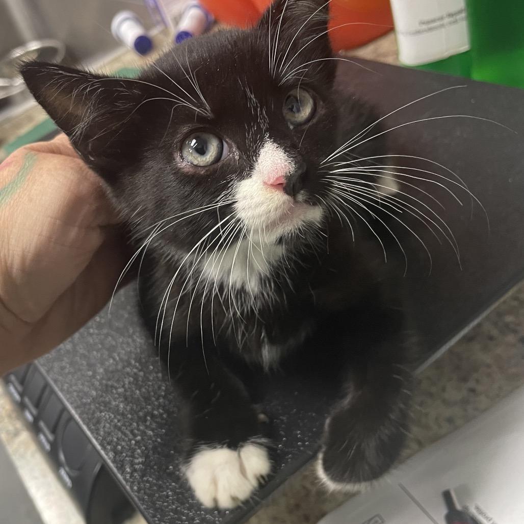 Enlarge Nabisco, a Adoptable Domestic Short Hair in Dickinson, TX image 2/4