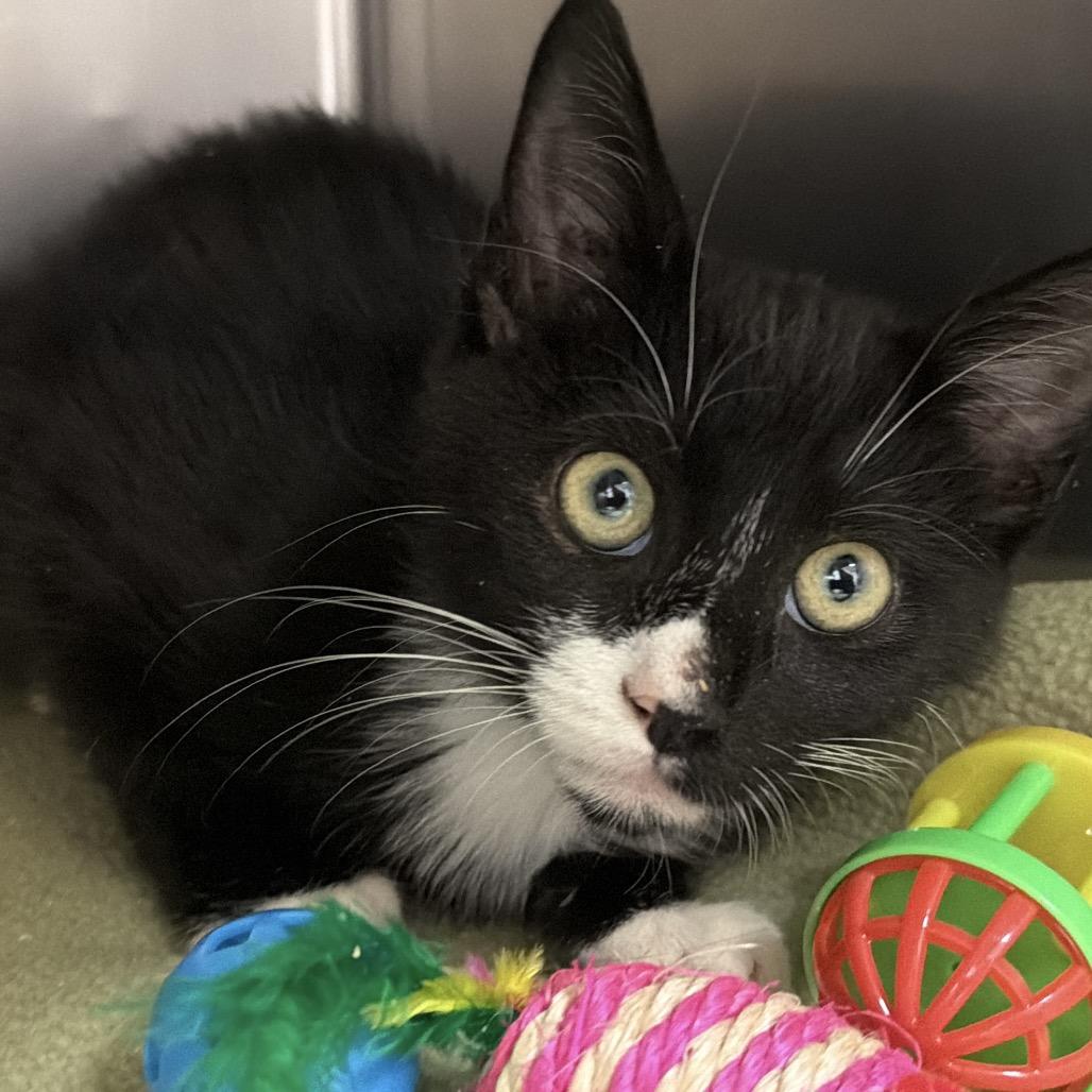 Enlarge Nabisco, a Adoptable Domestic Short Hair in Dickinson, TX image 3/4