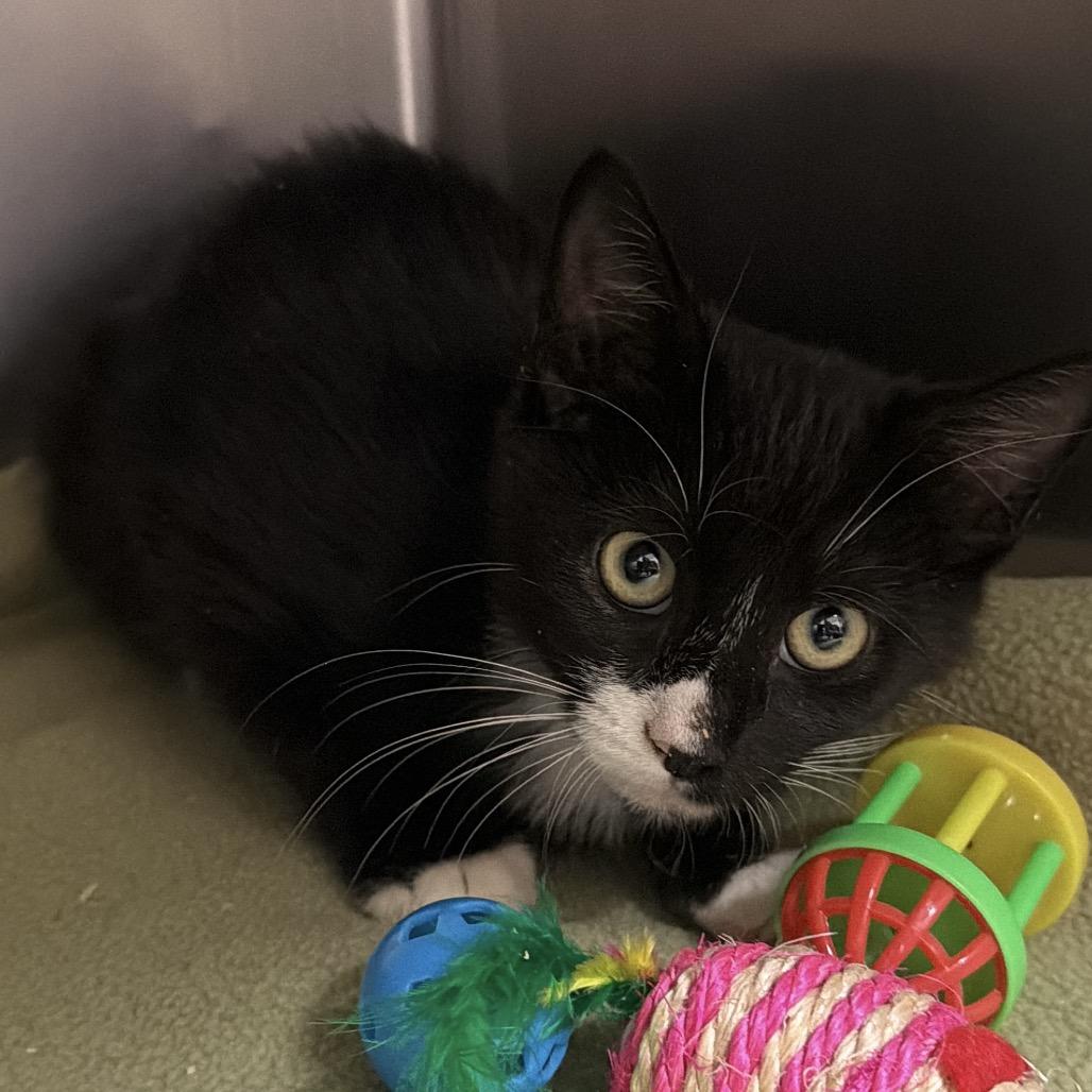 Enlarge Nabisco, a Adoptable Domestic Short Hair in Dickinson, TX image 4/4