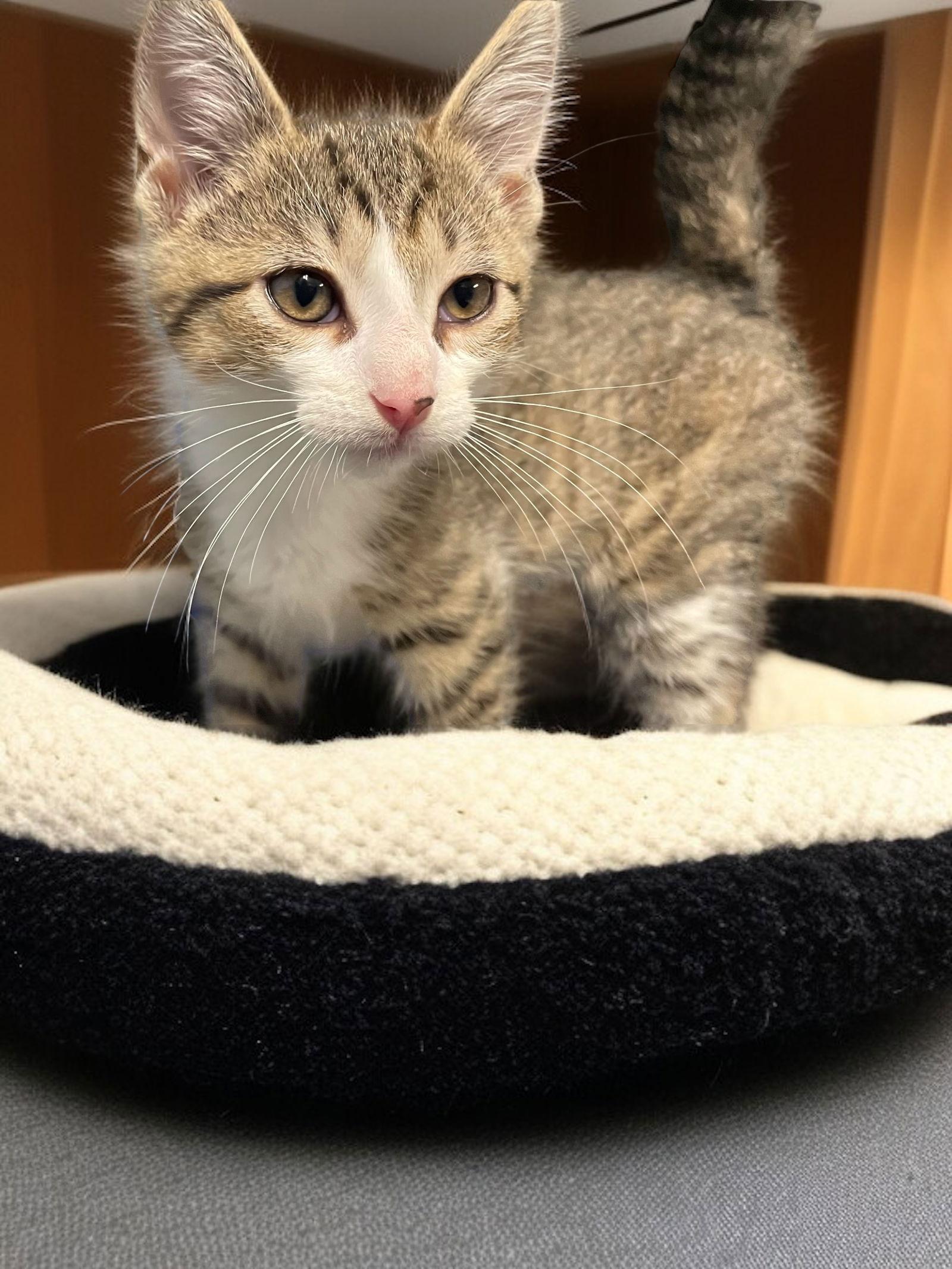 Skitter, Adopted, Kitten Male Domestic Short Hair.