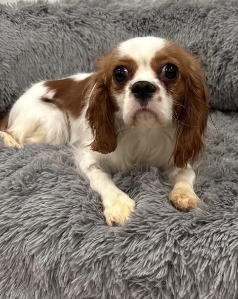 Daisie Rose, ADOPTABLE, Young Female Cavalier King Charles Spaniel.