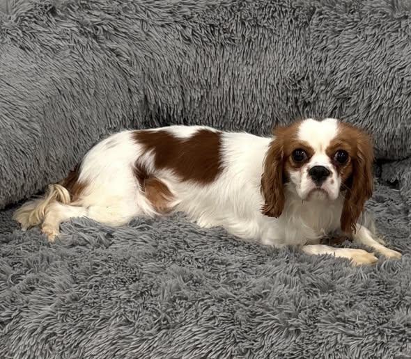 Daisie Rose, a ADOPTABLE Cavalier King Charles Spaniel in Henderson, NV image 2/4