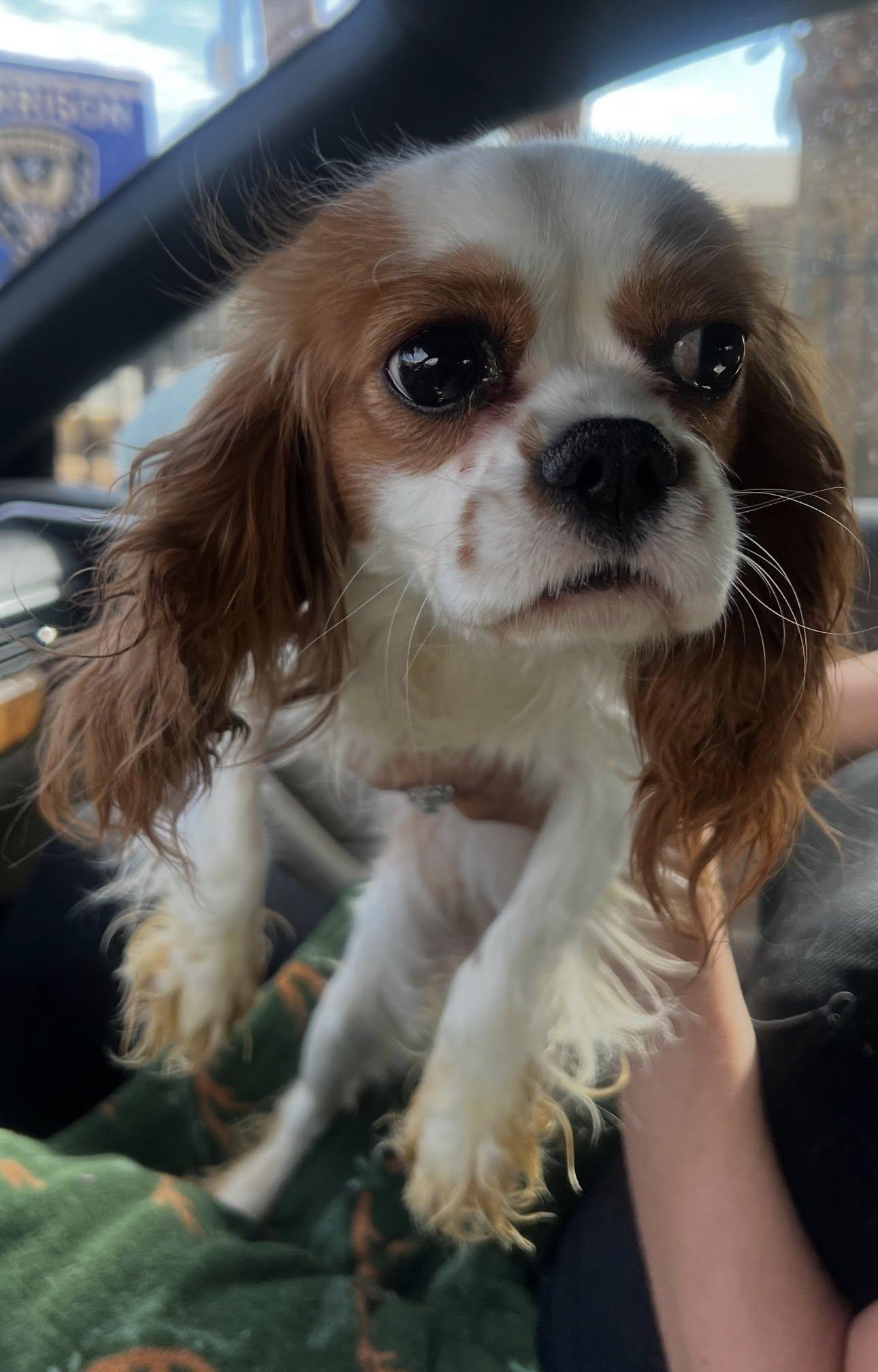 Daisie Rose, a ADOPTABLE Cavalier King Charles Spaniel in Henderson, NV image 4/4