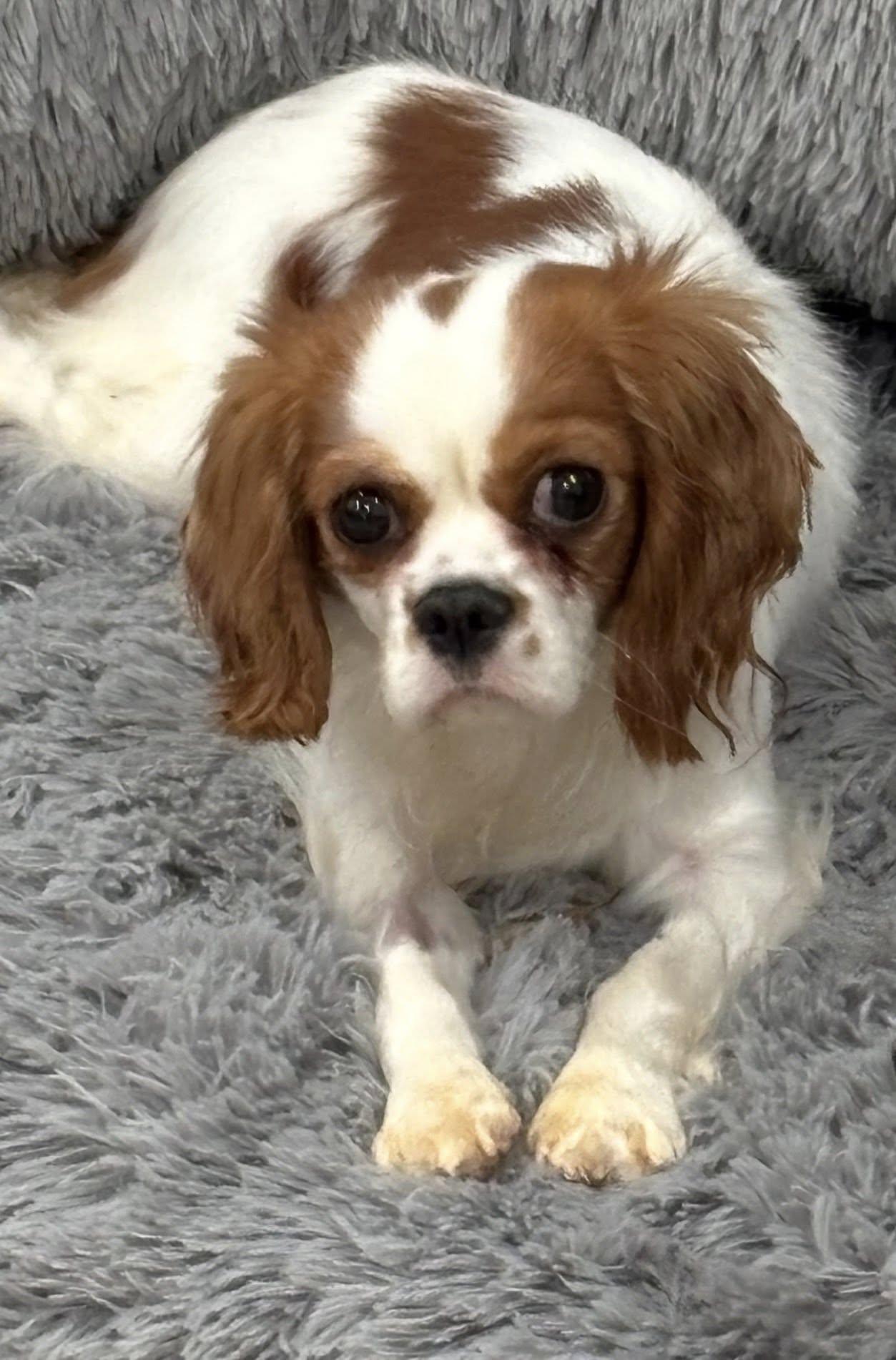 Daisie Rose, a ADOPTABLE Cavalier King Charles Spaniel in Henderson, NV image 3/4