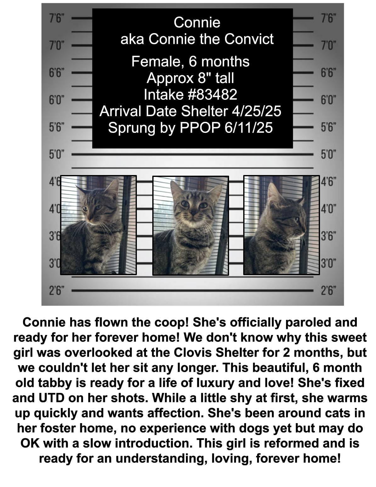 Connie, an adoptable Domestic Short Hair in Clovis, NM, 88101 | Photo Image 1
