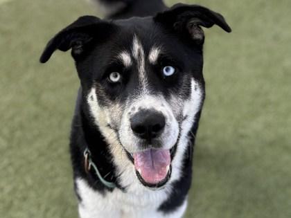 Enlarge Atom, a Adoptable mixed breed in Phoenix, AZ image 1/3