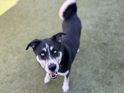 Enlarge Atom, a Adoptable mixed breed in Phoenix, AZ image 2/3