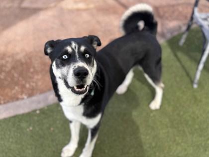 Enlarge Atom, a Adoptable mixed breed in Phoenix, AZ image 3/3