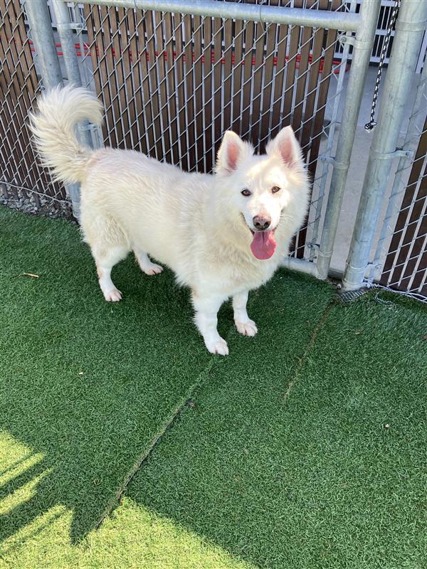 Storm, Adoptable, Adult Female Siberian Husky.