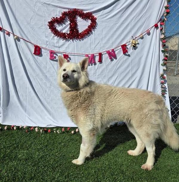 Storm, Adoptable, Adult Female Siberian Husky.