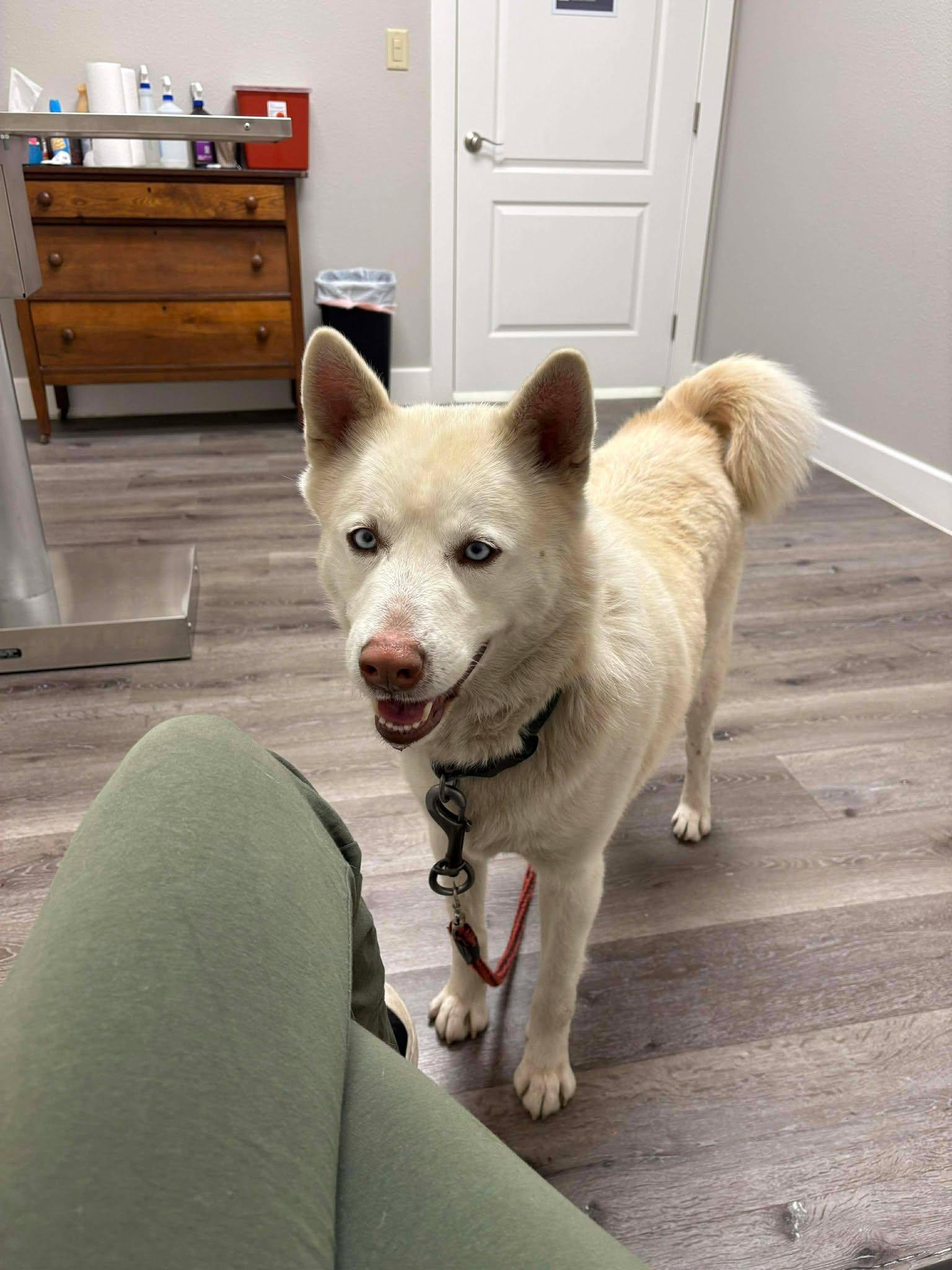 Lucius — thumbnail 3