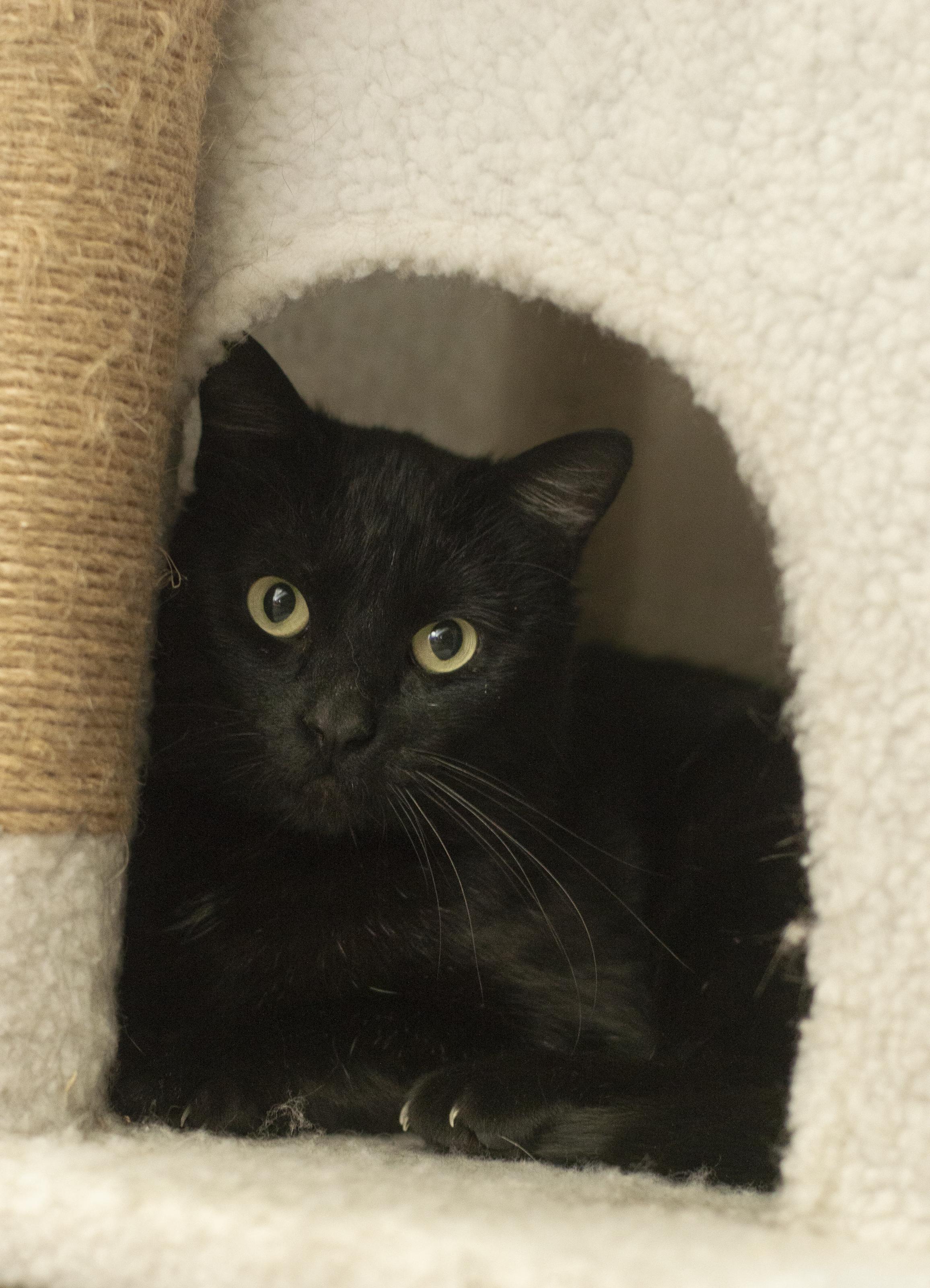Enlarge Harry, a ADOPTABLE Domestic Short Hair in Elk Grove, CA image 2/3