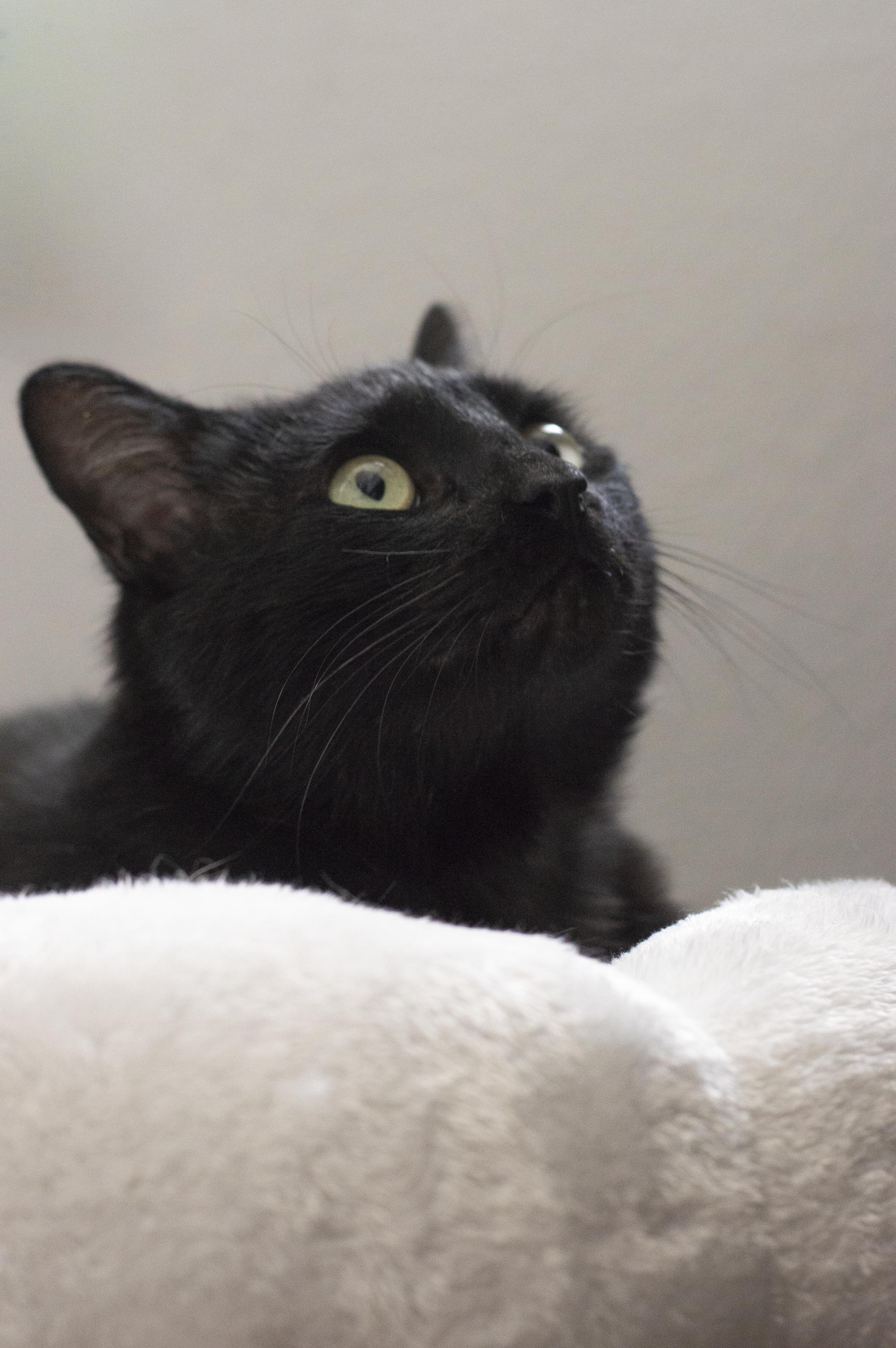 Enlarge Harry, a ADOPTABLE Domestic Short Hair in Elk Grove, CA image 1/3