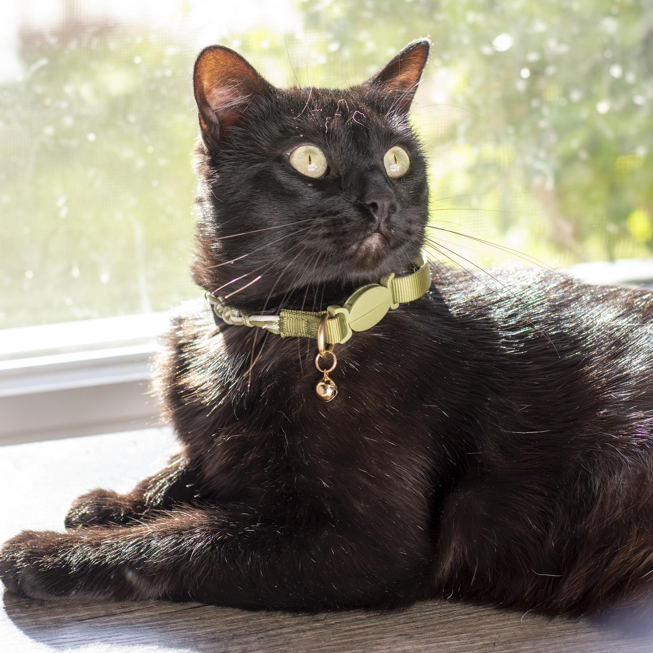 Enlarge Harry, a ADOPTABLE Domestic Short Hair in Elk Grove, CA image 3/4