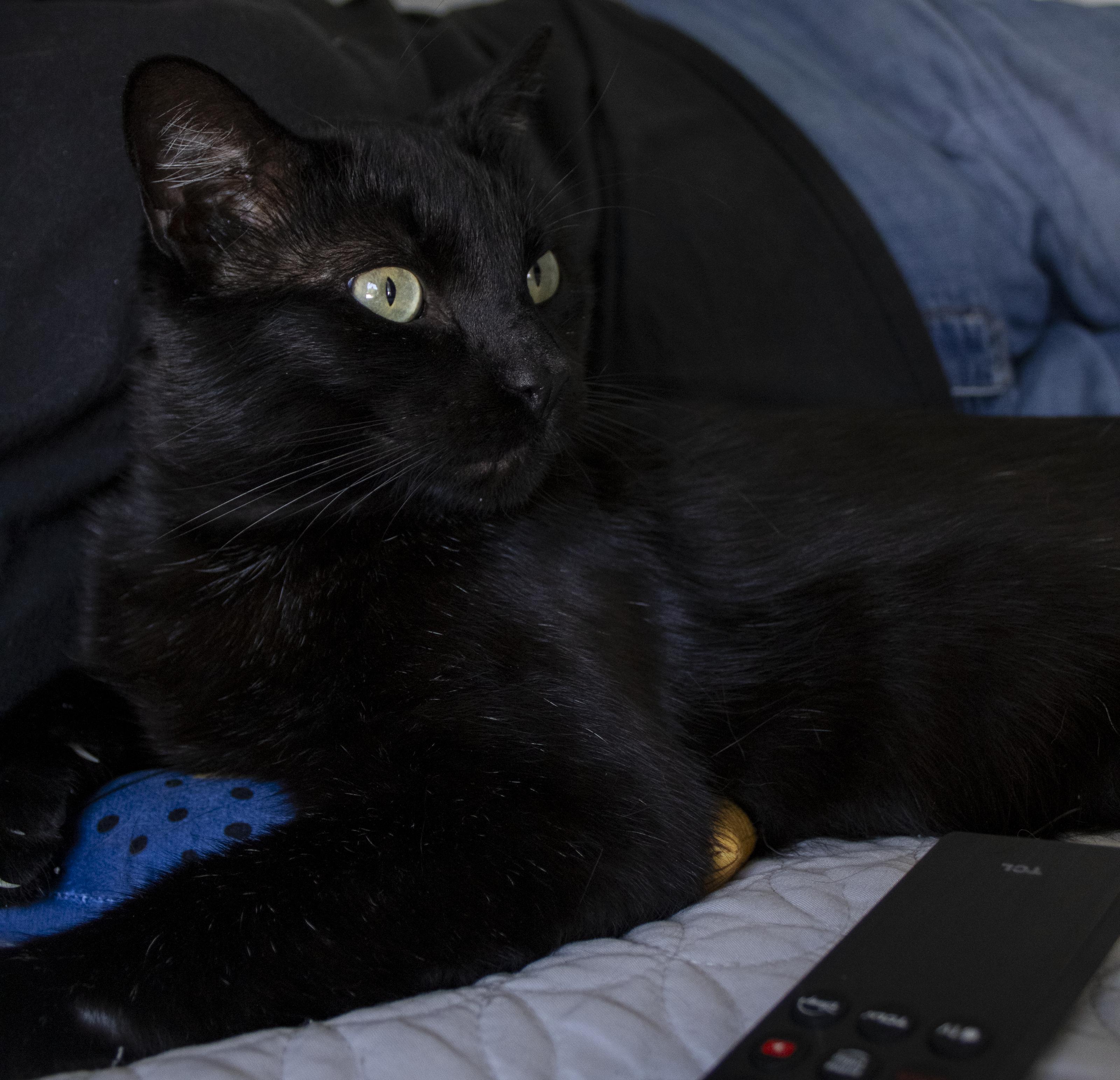 Harry, a ADOPTABLE Domestic Short Hair in Elk Grove, CA image 2/5